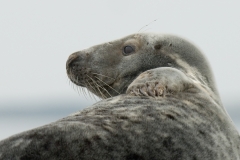 grijze zeehond_HBO1844