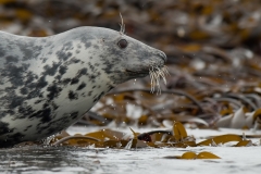 grijze zeehond_HBO1859