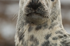 grijze zeehond_HBO1866