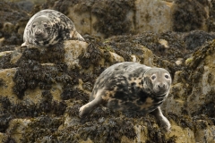 grijze zeehond_HBO1943