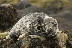 grijze zeehond_HBO1947