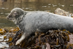 grijze zeehond_HBO1952