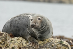 grijze zeehond_HBO1990-1