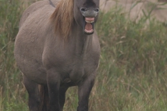 Konickpaard