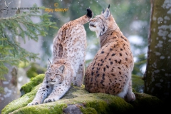 Lynx