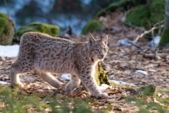 Lynx_HBN0097