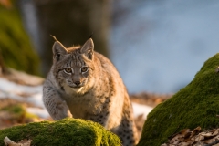Lynx_HBN0100