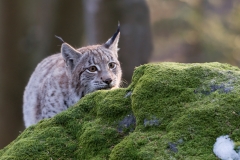 Lynx_HBN0112