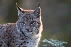 Lynx_HBN0125