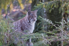 Lynx_HBN0132