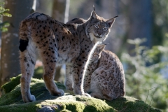Lynx_HBN0693