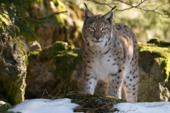 Lynx_HBN7569
