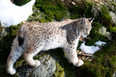 Lynx_HBN7583