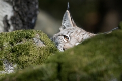 Lynx_HBN7598