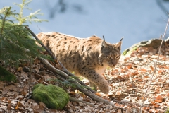 Lynx_HBN7764
