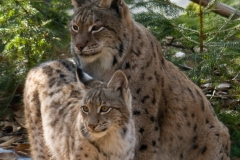 Lynx_HBN7794