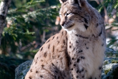 Lynx_HBN7820