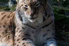 Lynx_HBN7833