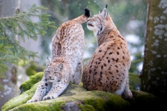 Lynx_HBN8516