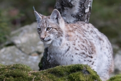 Lynx_HBN8532