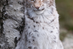Lynx_HBN8536