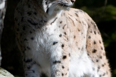 Lynx_HBN8550