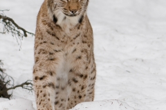 lynx_HBN1229