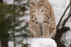 lynx_HBN1331