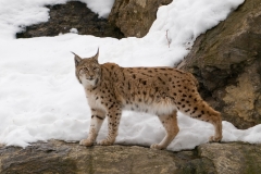 lynx_HBN1412