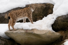 lynx_HBN1424