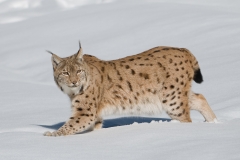 lynx_HBN9792