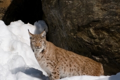 lynx_HBN9818