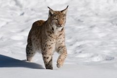lynx_HBN9828