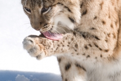 lynx_HBN9875
