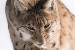 lynx_HBN9885
