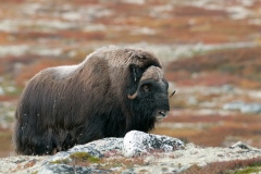 alone="yes"?>

