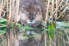 Muskusrat