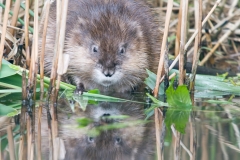 muskusrat_HBN9962