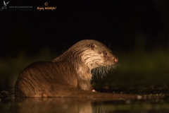 Otter