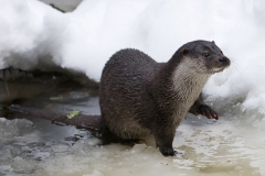 Otter_HBN0314