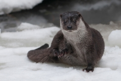 Otter in de sneeuw; Otter in the snow
