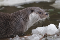 Otter_HBN0440