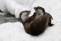 Otter_HBN0471