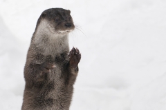 Otter_HBN0478