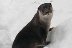 Otter_HBN0486