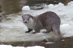 Otter_HBN0489
