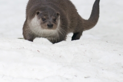 Otter_HBN0498