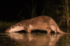 otter_HB52039-