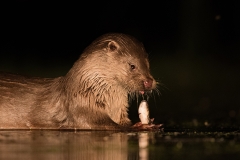 otter_HB52114
