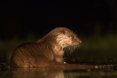 otter_HB52152